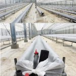 しあわせファーム トマトハウス 植え替え作業