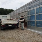 しあわせファーム トマトハウス 植え替え作業