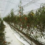 しあわせファーム トマトハウス 植え替え作業