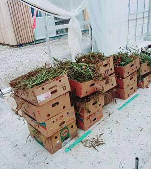 しあわせファーム　トマトハウス　植え替え作業