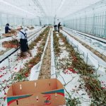 しあわせファーム　トマトハウス　植え替え作業