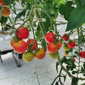 しあわせファーム　トマト　シンディ