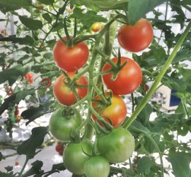 しあわせファーム　トマト　シンディ