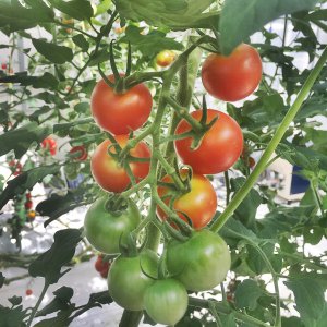 しあわせファーム　トマト　シンディ