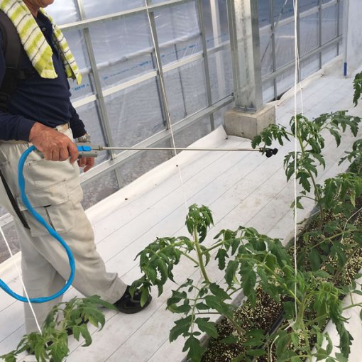 しあわせファーム　トマト栽培