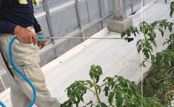 しあわせファーム　トマト栽培