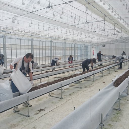 しあわせファーム　トマト植え替え