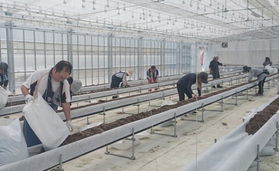 しあわせファーム　トマト植え替え