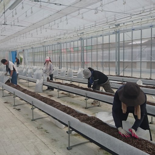 しあわせファーム　トマト植え替え