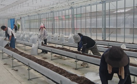 しあわせファーム　トマト植え替え