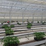 しあわせファーム　トマト栽培