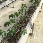 しあわせファーム トマト栽培