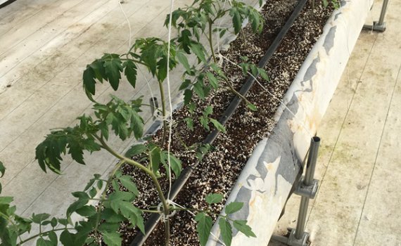 しあわせファーム　トマト栽培