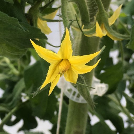 しあわせファーム　トマト栽培　受粉