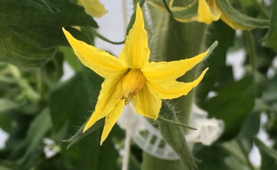 しあわせファーム　トマト栽培　受粉