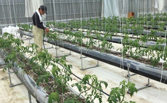 しあわせファーム　トマト栽培