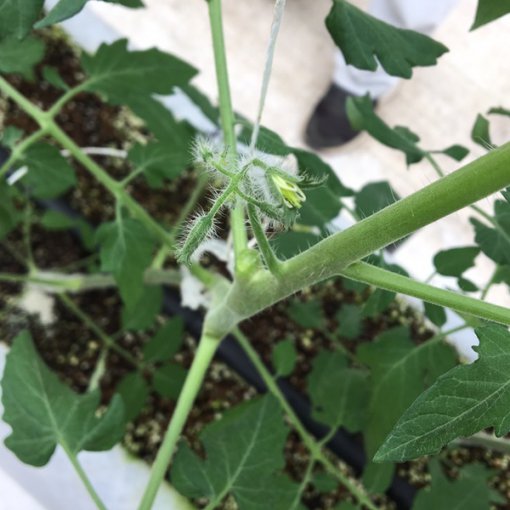 しあわせファーム　トマト栽培