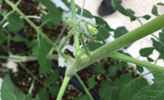 しあわせファーム　トマト栽培