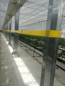 しあわせファーム　トマト栽培