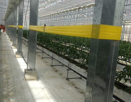 しあわせファーム　トマト栽培