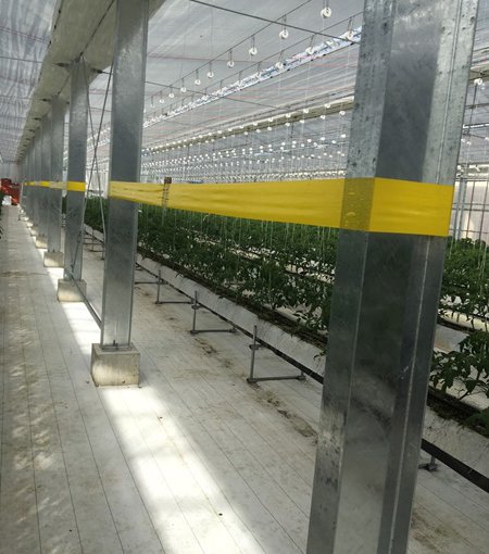 しあわせファーム　トマト栽培