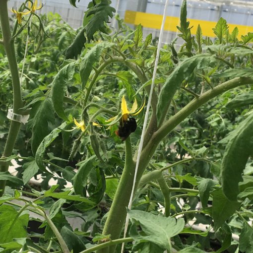 しあわせファーム　トマト栽培　ハチ