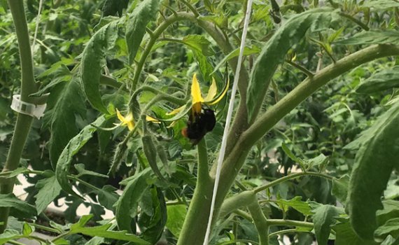 しあわせファーム　トマト栽培　ハチ