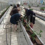 しあわせファーム トマト栽培 定植