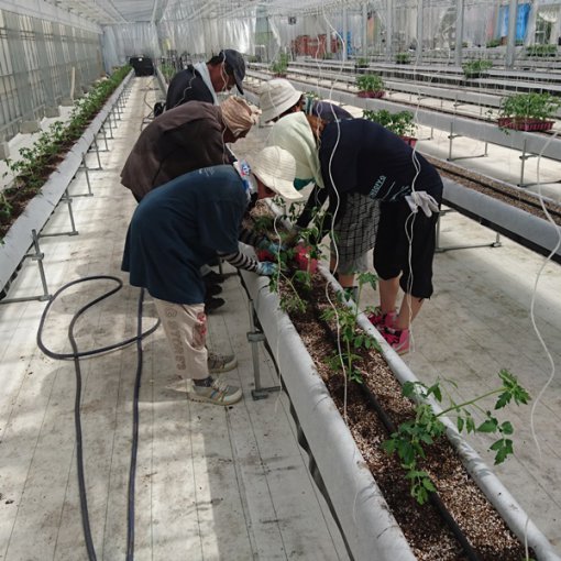 しあわせファーム　トマト栽培　定植