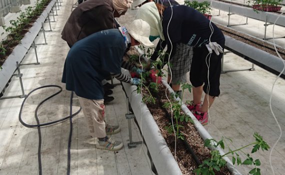 しあわせファーム　トマト栽培　定植