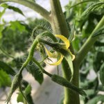 しあわせファーム　トマト栽培　りんか