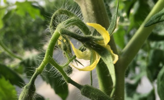 しあわせファーム　トマト栽培　りんか