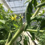 しあわせファーム トマト栽培 りんか