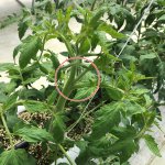 しあわせファーム トマト栽培 りんか