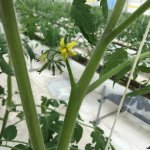 しあわせファーム　トマト栽培　シンディ