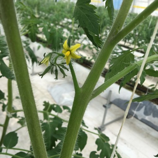 しあわせファーム　トマト栽培　シンディ