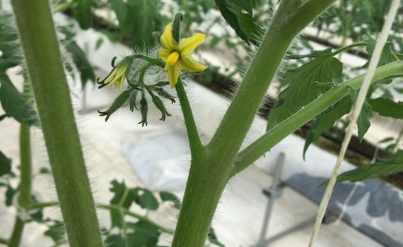 しあわせファーム　トマト栽培　シンディ