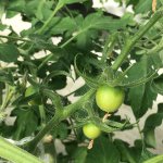 しあわせファーム トマト栽培 シンディ