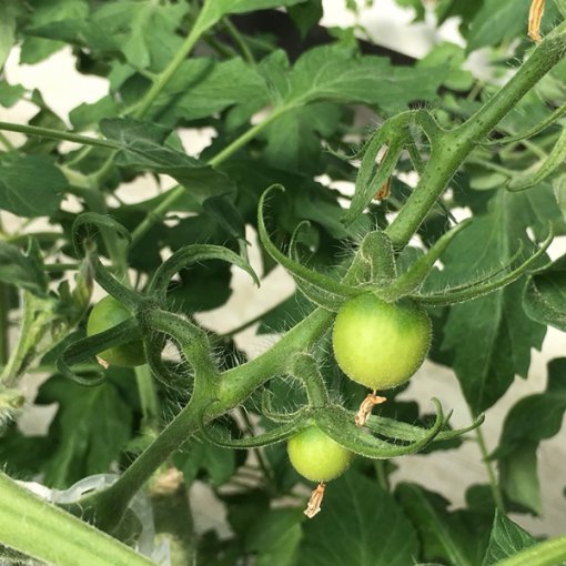 しあわせファーム　トマト栽培　シンディ