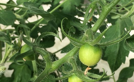 しあわせファーム　トマト栽培　シンディ