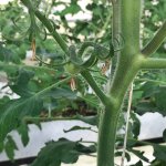 しあわせファーム　トマト栽培　シンディ