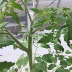 しあわせファーム トマト栽培 シンディ