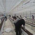 しあわせファーム　トマト植え替え