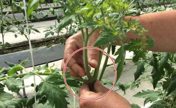 しあわせファーム　トマト栽培