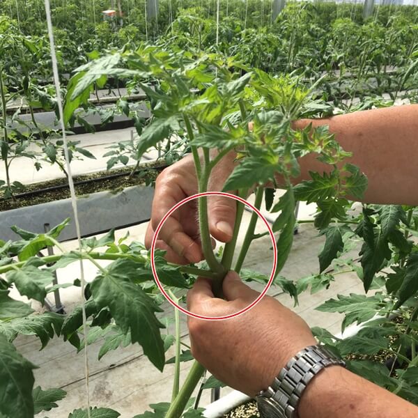 しあわせファーム　トマト栽培