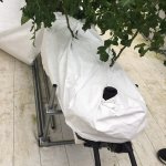 しあわせファーム トマト栽培