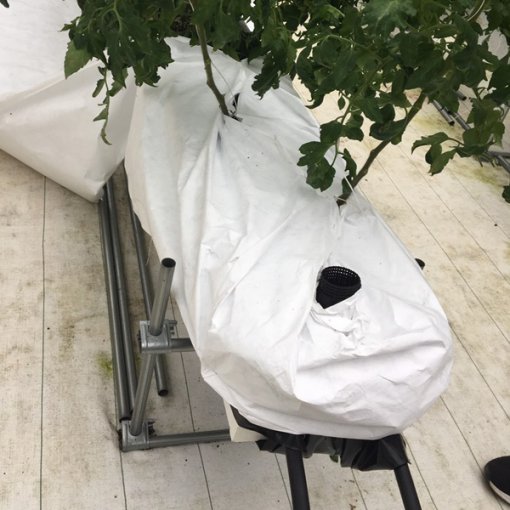 しあわせファーム　トマト栽培