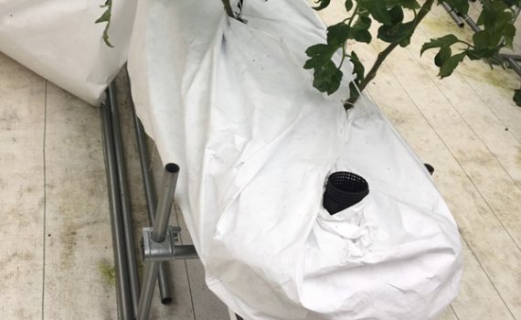 しあわせファーム　トマト栽培