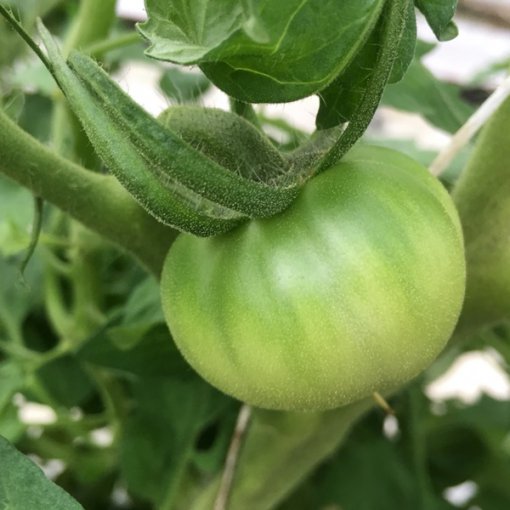 しあわせファーム　トマト栽培　りんか