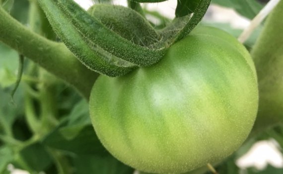 しあわせファーム　トマト栽培　りんか